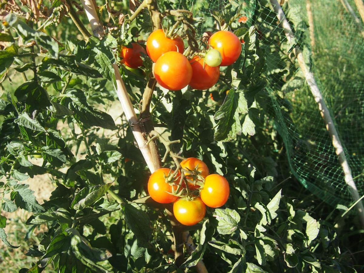 Agriturismo Ardizio 43 بيزارو المظهر الخارجي الصورة