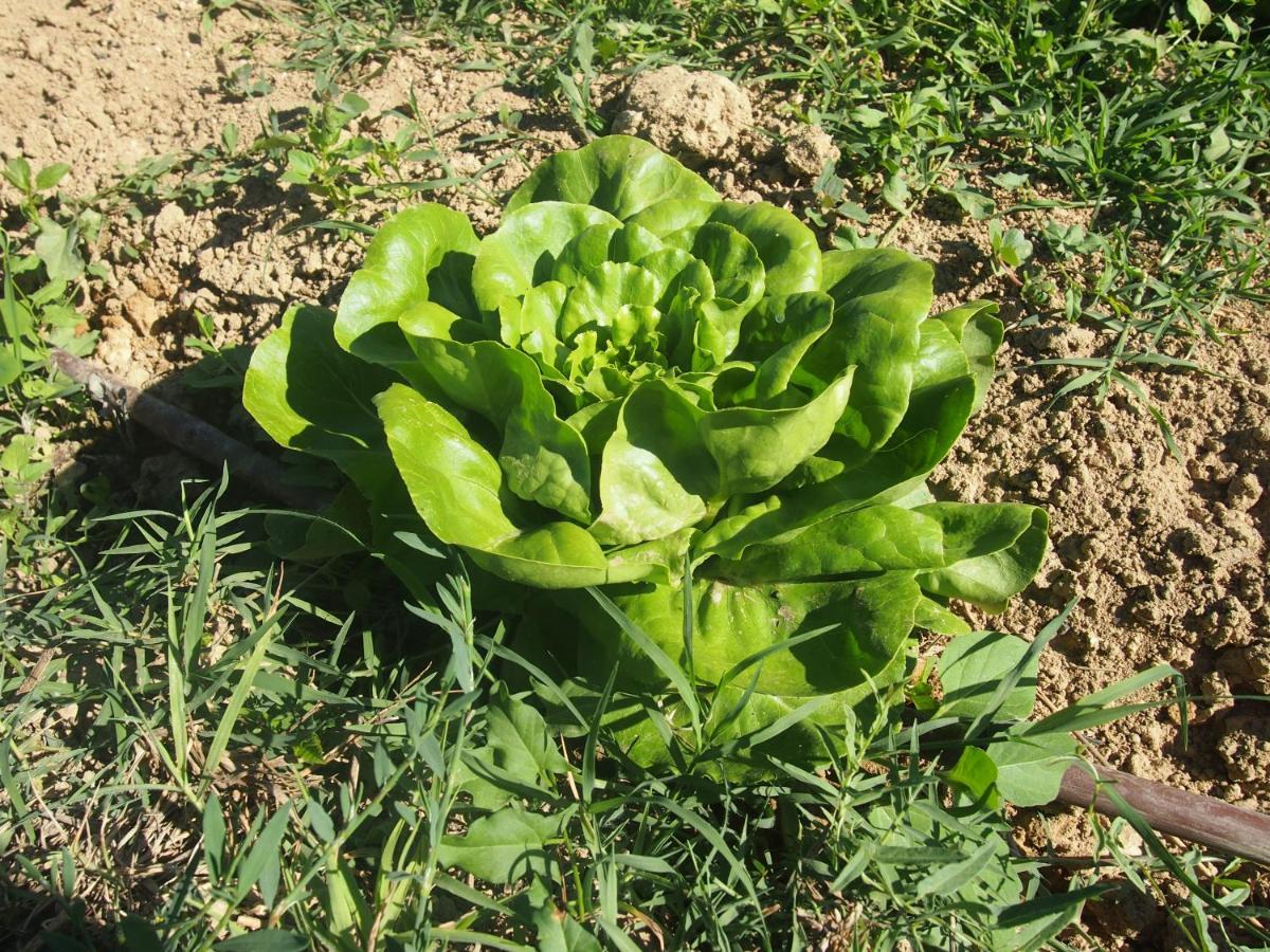 Agriturismo Ardizio 43 بيزارو المظهر الخارجي الصورة